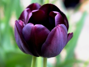 my black tulip