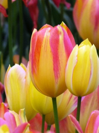 tulips (11)