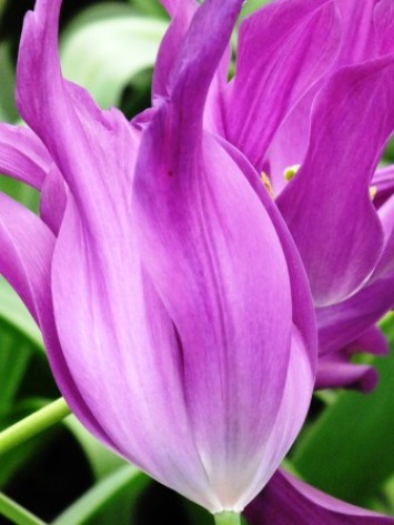 tulips (12)