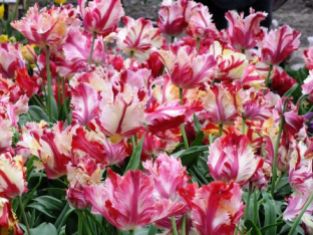 tulips (2)