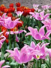 tulips (4)