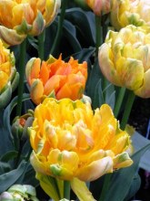tulips (5)