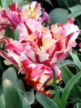 tulips (6)