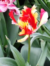 tulips (7)