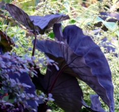 Colocasia esculenta 'Black Leaf' Taro