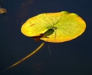 waterlily leaf