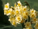daffodils 7