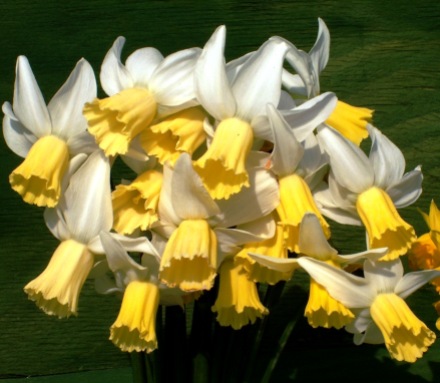 daffodils 8