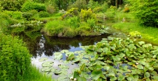 Lochan and Water-lilies