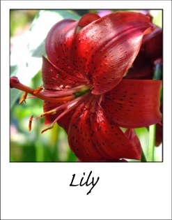 Lily-2