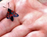 6 spot burnet moth