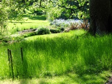 Lush green meadows