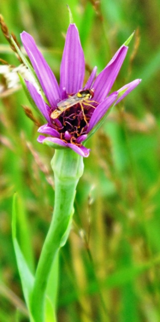 purple-flower and hover fly