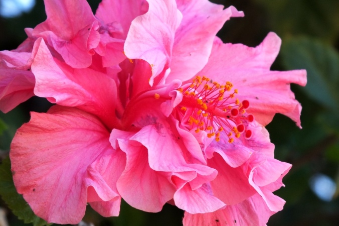 double hibiscus 3