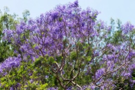 jacaranda tree