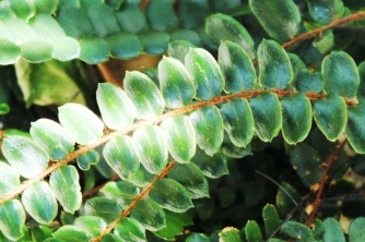 Tarawera round-leafed fern