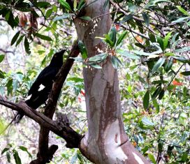 The Pied Currawong