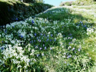 Bluebells and wild onion