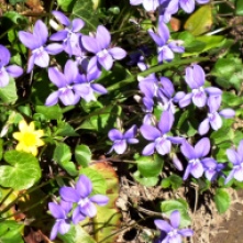 violets (2)