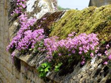 a living cotswolds wall