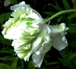 Green and white tulip