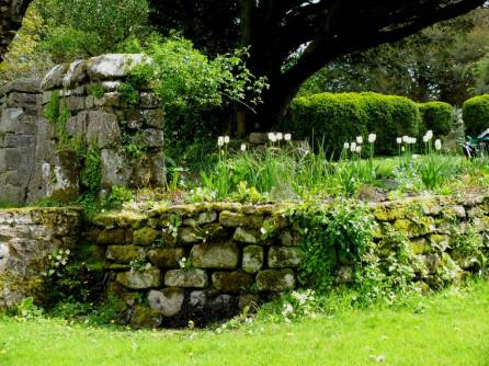 Dry stone walls covered in moss and primroses