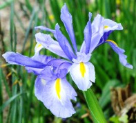 Powder-blue Irises