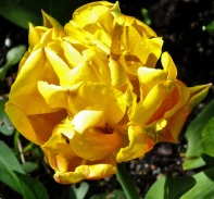 Double yellow tulip