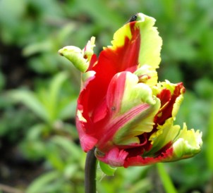 Pretty parrot tulip