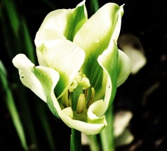 Green and White Tulip