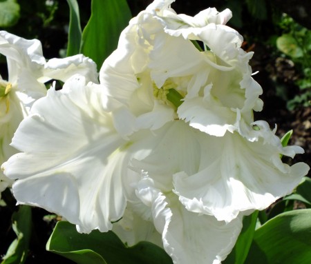 Pure white tulip