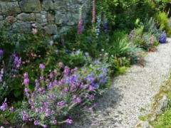 hardy geraniums, foxgloves, lupins and delphiniums