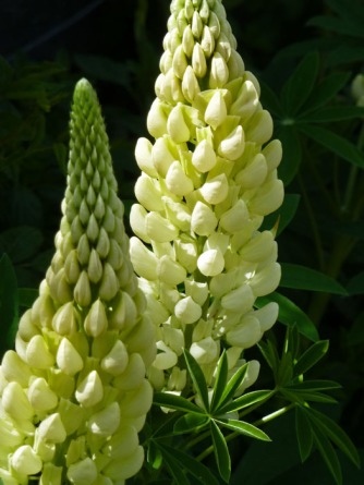 Pale lupins