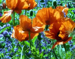 Backlit Poppies and salvia