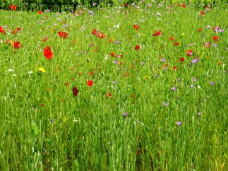 A wild flower meadow plot