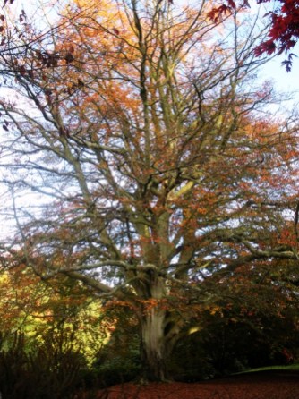 copper beech tree