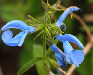 Salvia patens 'Cambridge Blue'