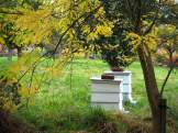 Bee hives in the orchard