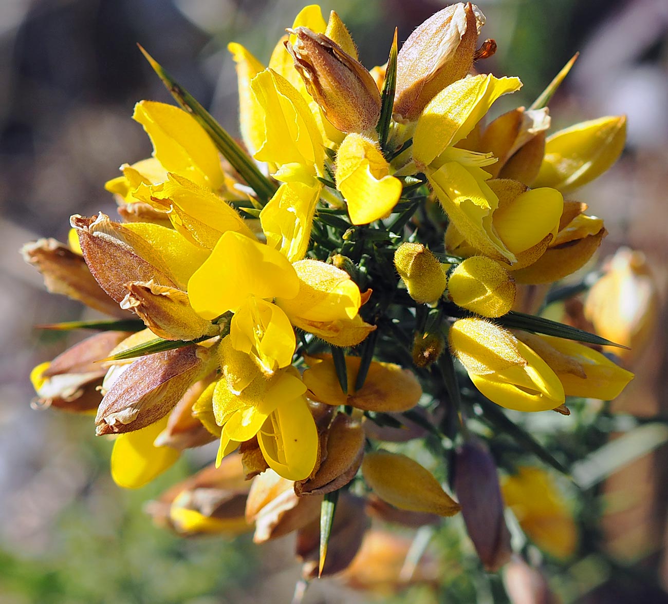 garden photography: golden gorse | Earth laughs in flowers
