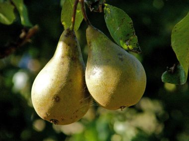 kent-pears-(1)