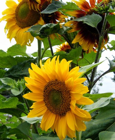 sunflower-(1)