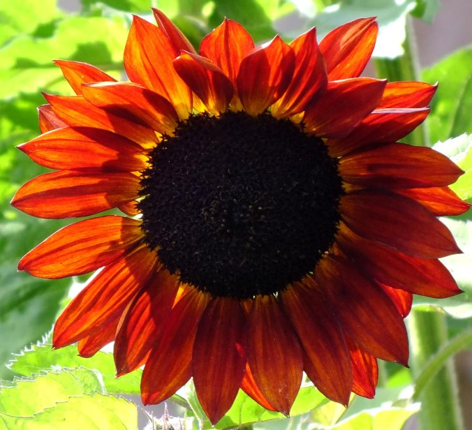 sunflower-(2)