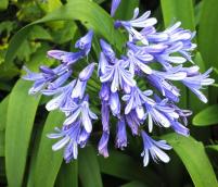 Agapanthus - African Blue Lily