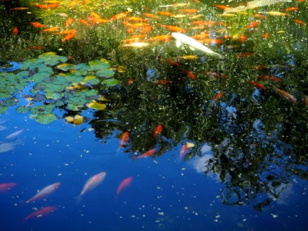 Imola Garden Pond