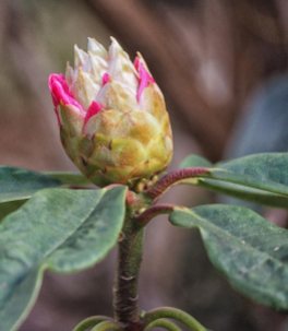 An emerging rhododendron