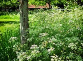 Frothy cow parsley