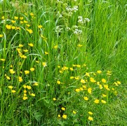 Buttercups and Cow Parsley