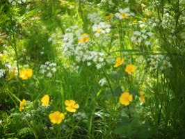 Buttercups and Cow Parsley